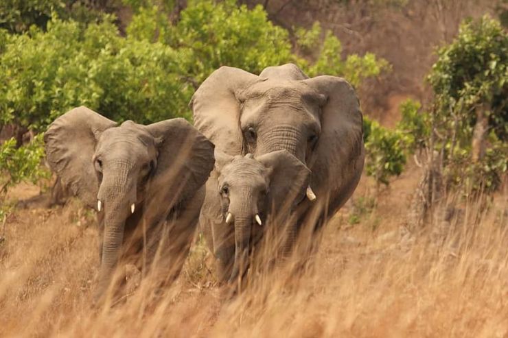 elephants at kafue national park